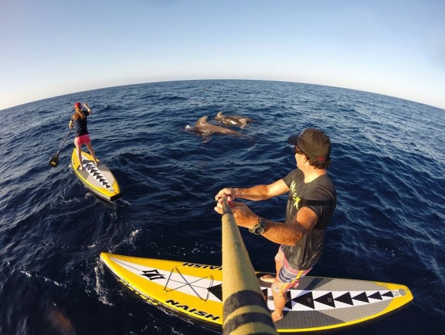 Sup entre cetaceos.jpg